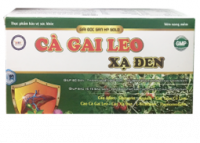 Cà Gai Leo Xạ Đen