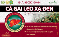 Giải Độc Gan Ca Gai Leo Xạ Đen Natural