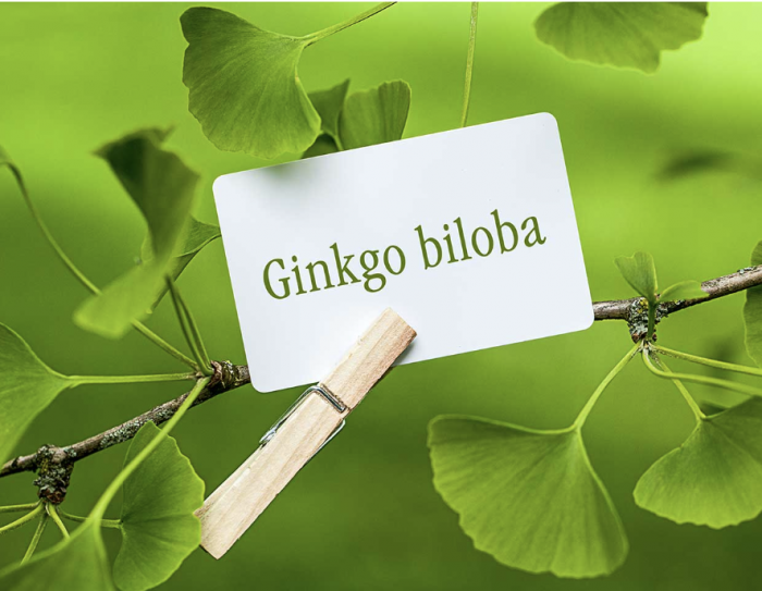 Lợi ích sức khỏe của Ginkgo Biloba